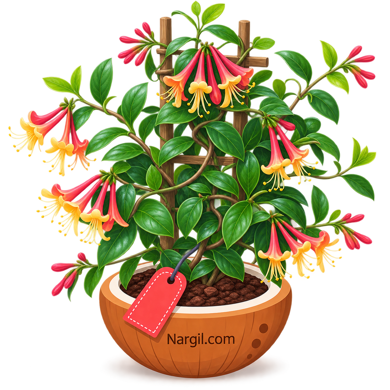 Nargil_Lonicera Sempervirens